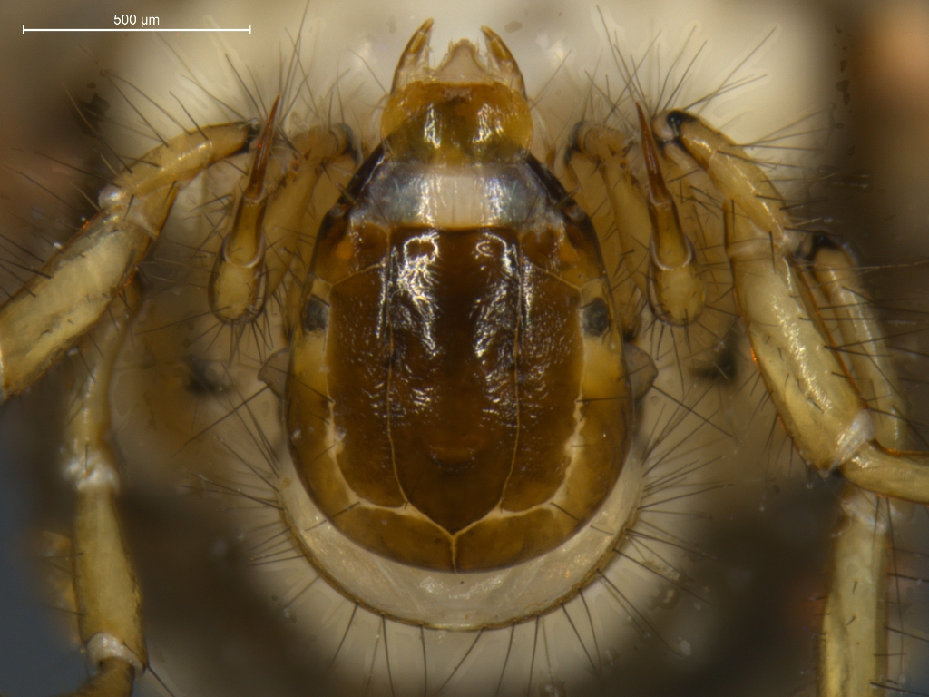 Ceraclea annulicornis